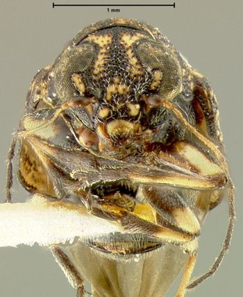 Media type: image;   Entomology 24923 Aspect: head frontal view